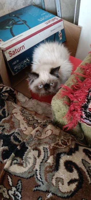 Персидський котенок девочка