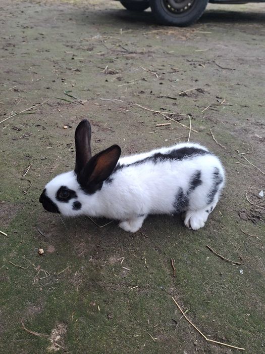 Sprzedam królika srokacz niemiecki