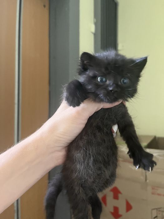 Ищу дом котенку