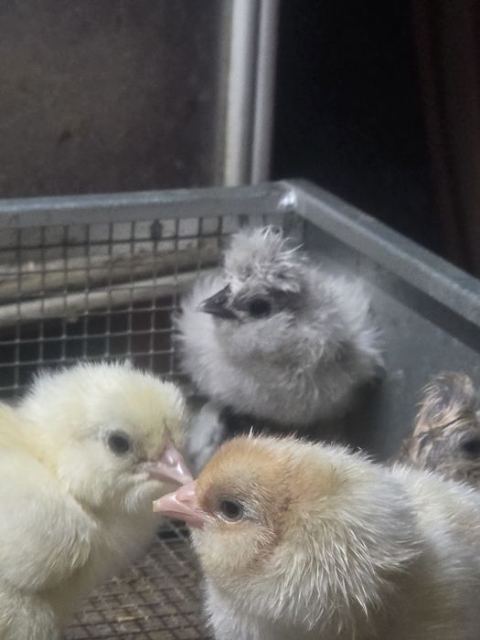 Naturalne ekologiczne kury kury silki kury araukany kury rosy