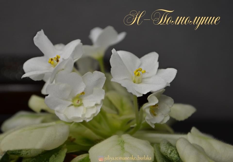 Фиалка полумини Mac's Scorching Sun