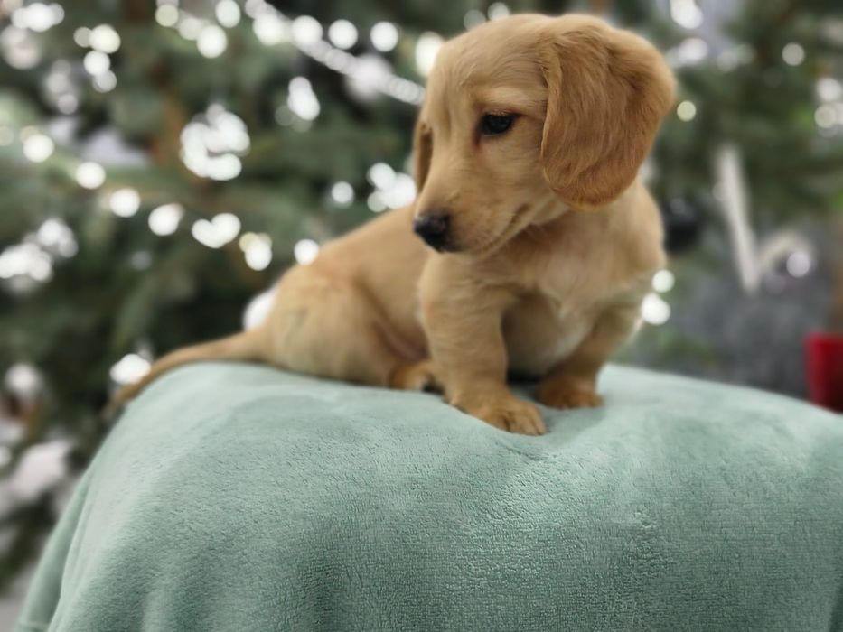 Jamnik miniaturowy długowłosy Kremowy