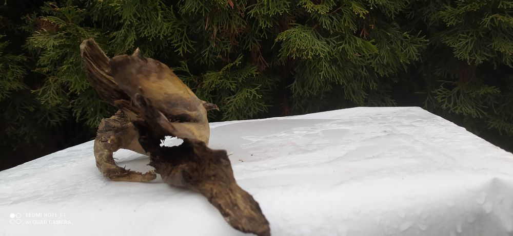 Niezwykły korzeń z otworem na wylot.