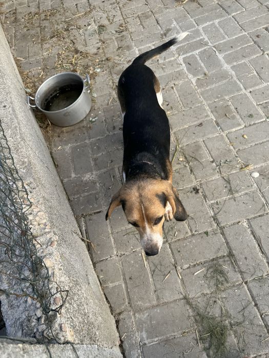 Beagle para adocao