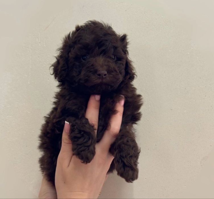 Малеча той пудель