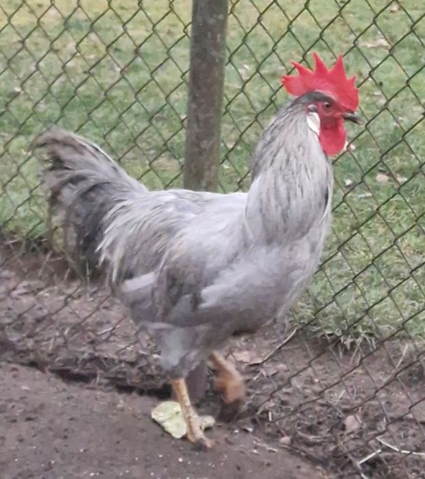 Kogut, koguty  leghorn włoszka wyayendotta brahma