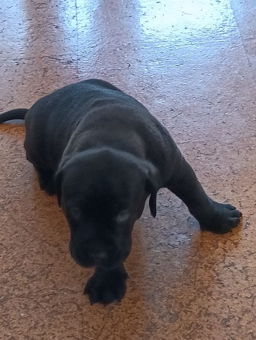 Bebê cane corso x labrador