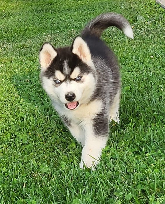 Husky Syberian szczeniak rodowód