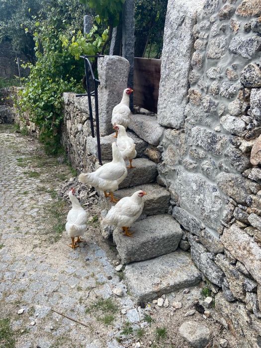 Frango Branco 10unidades