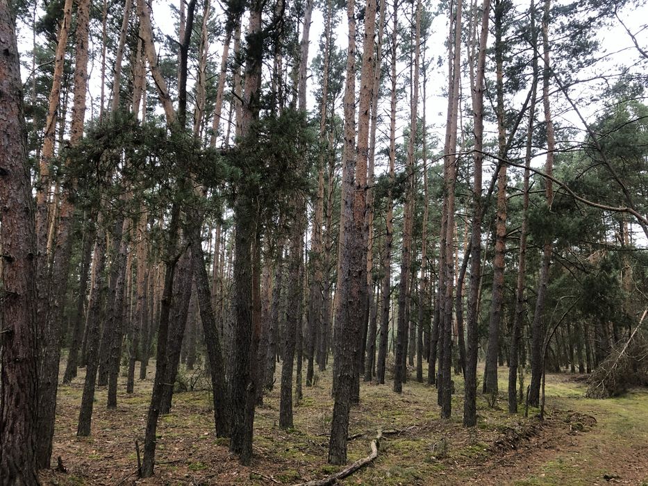 Sprzedam las 1,85 ha - Tarnów, gm Wilga - OKAZJA