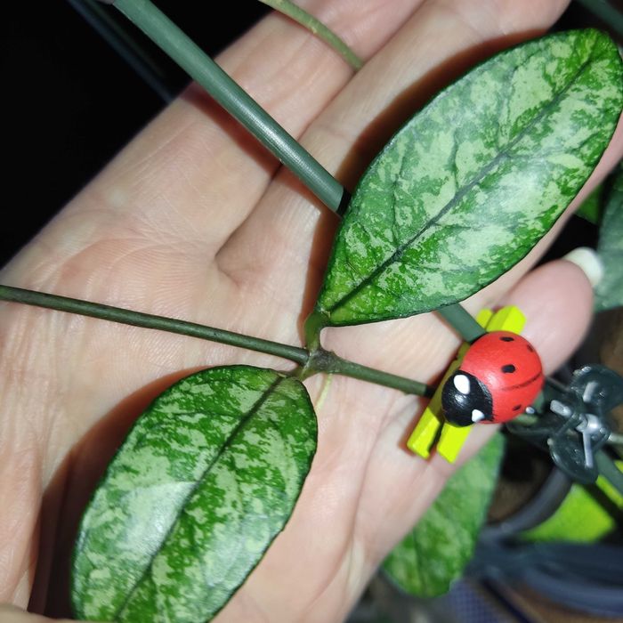 Хойя Classipetiolata from Vietnam , найкрасивіша,вкорінені і на зріз.