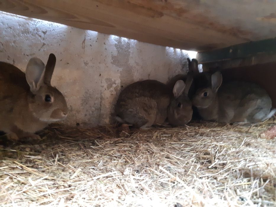 Króliki dzikie króliki