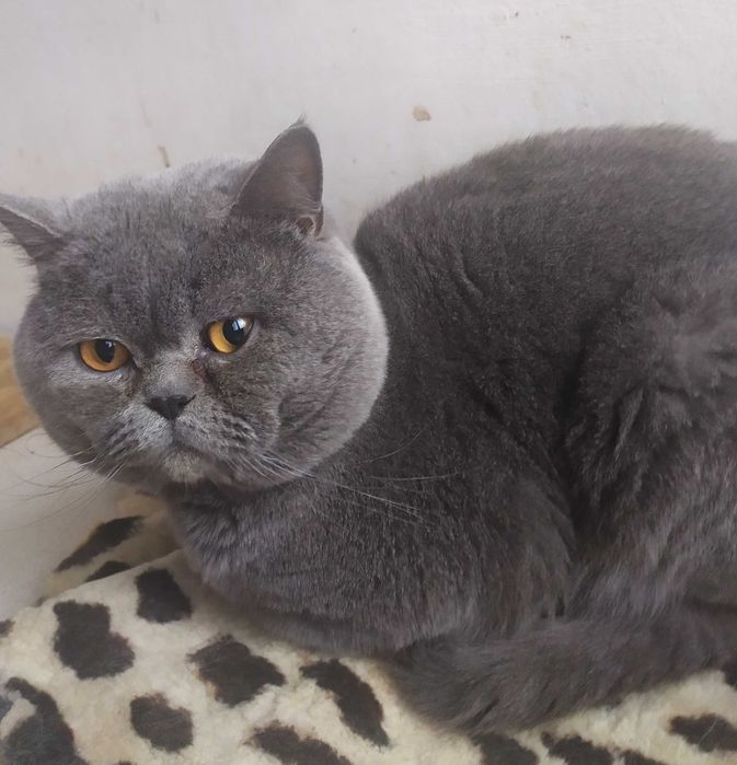 Молодий прямовухий красень.