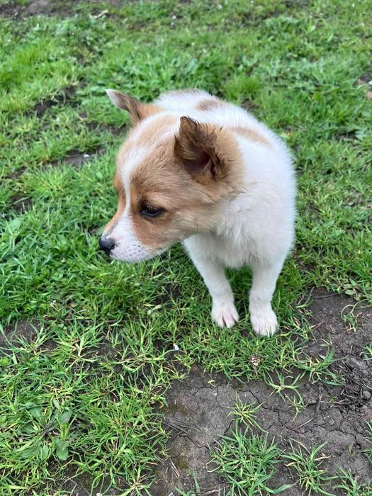 Цуценята в добрі руки! Карлівка