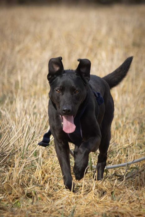 Ronnie - piękny, aktywny, proludzki pies ADOPCJA