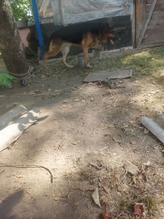 Віддам собачку у добрі руки