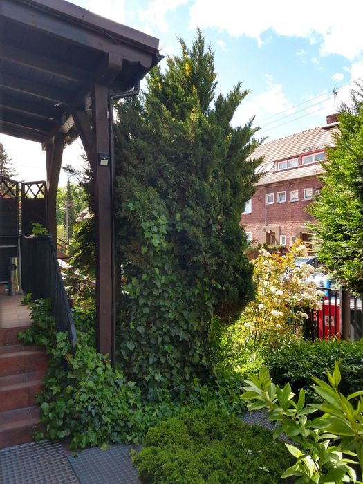 dom Płowce na Aniołkach w centrum Gdańska
