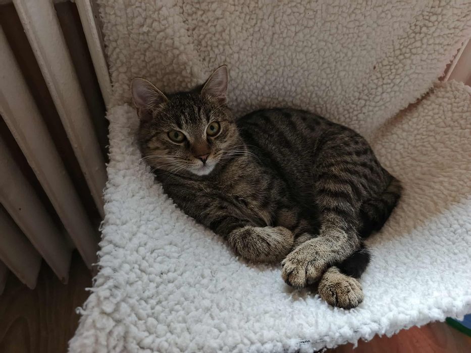 Jacek Placek Agatka kot do adopcji 5.5 miesiący