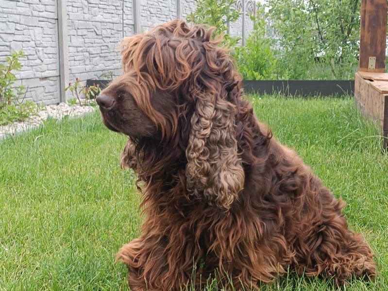 Cocker spaniel angielski czekoladowe