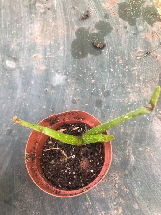 Aloe Vera / Babosa - pequeno