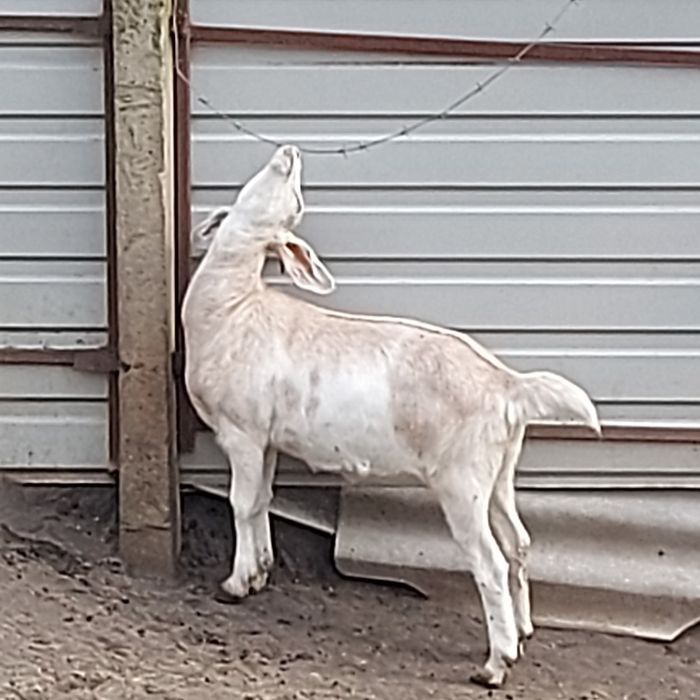 Нубийские козочки