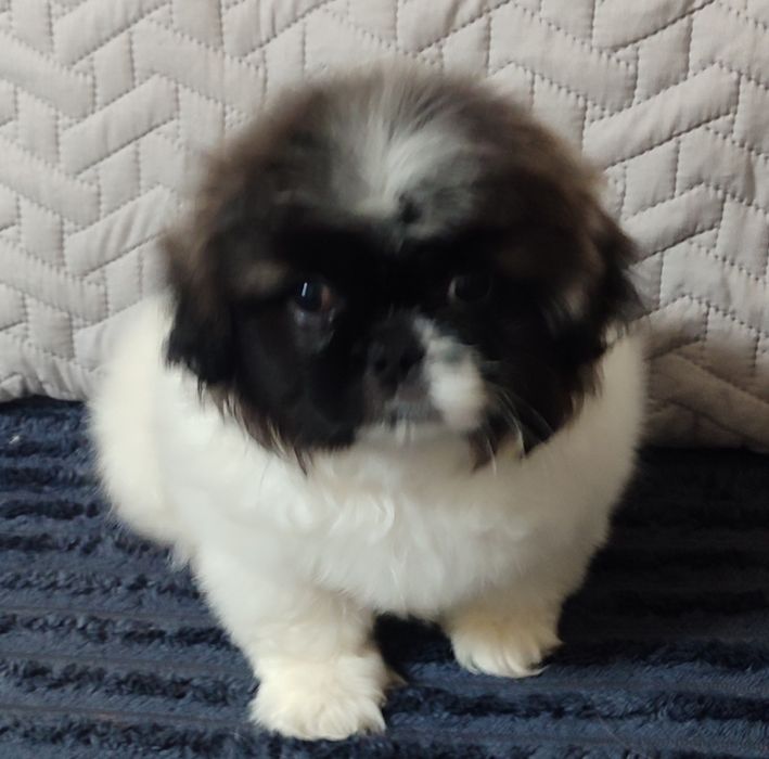 Продам пекінесів