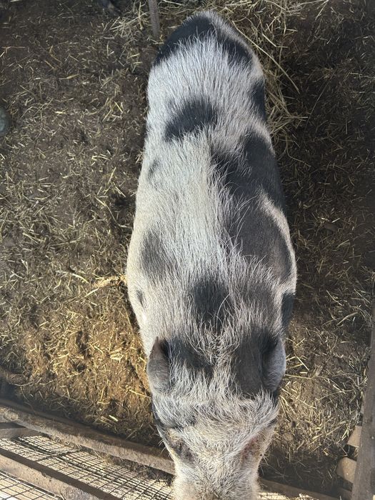 Продам вєтнамского кнура