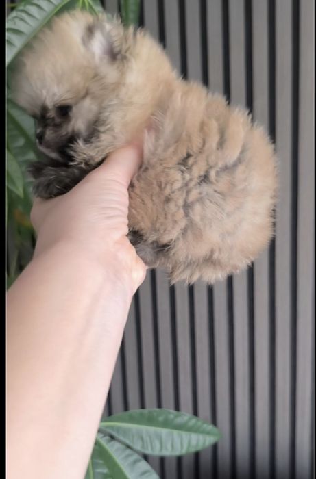 Spitz Anão.Lulu da Pomerânia.  Coreano.Super Mini Lop e Afixo.Perfeito