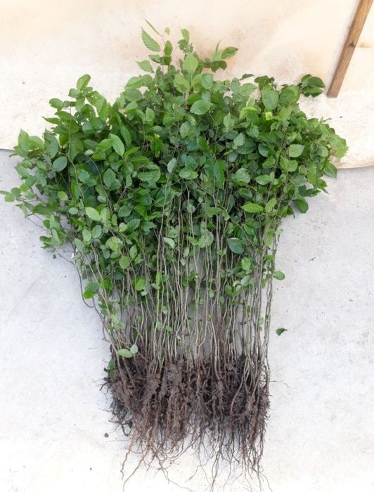 Саджанці граба, для живоплоту, жива ізгородь.