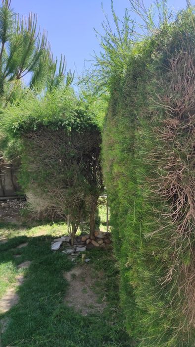 Serviço de escavações  limpeza de terreno