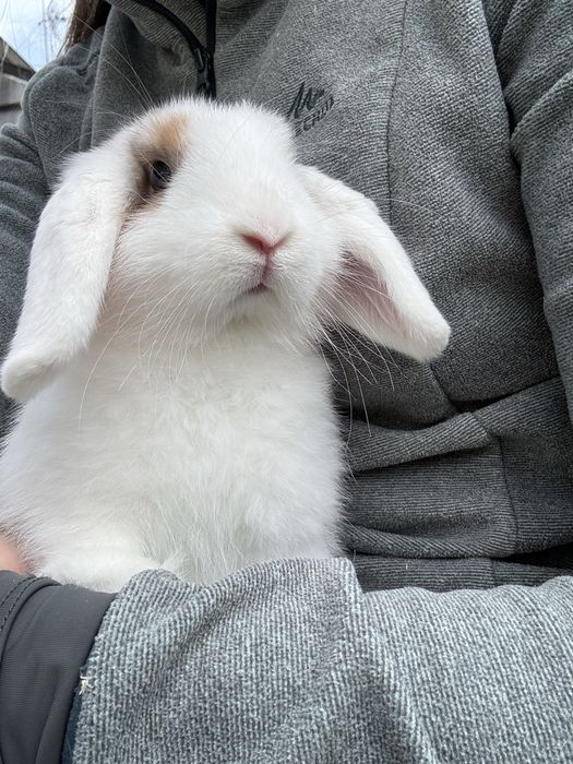 Coelho mini lop