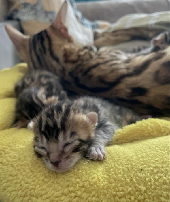 Бенгальські кошенята