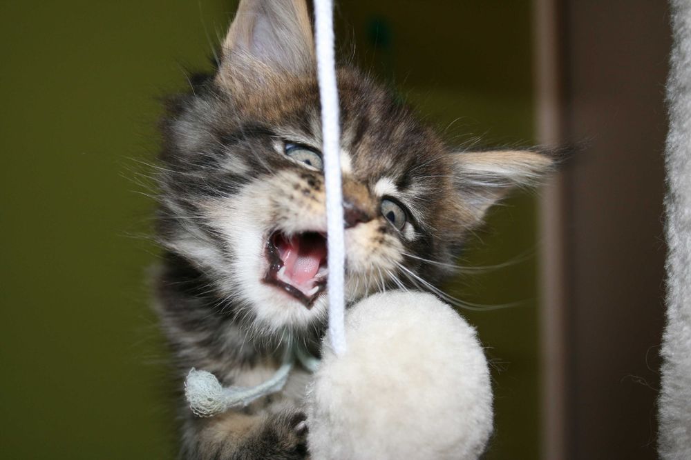 Koteczka rasy Maine Coon z rodowodem