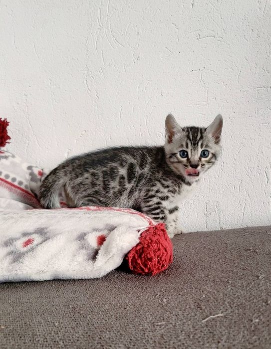 Kotka srebrna bengalska kot bengal rodowód FPL FiFE