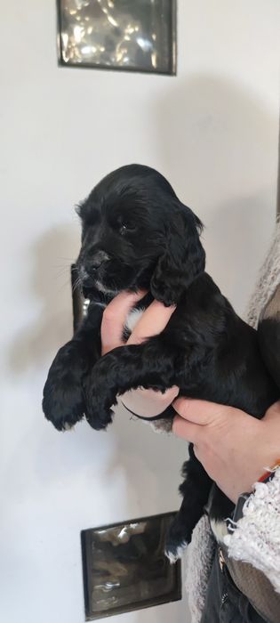 Czarna Suczka Cockier Spaniel Angielski