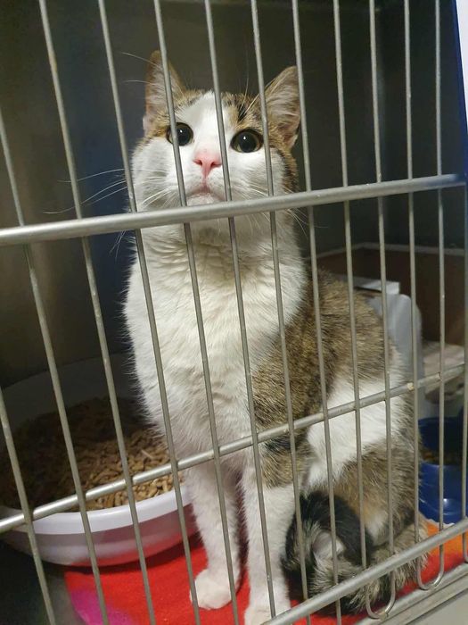 Zbyszek to bardzo kontaktowy kocurek