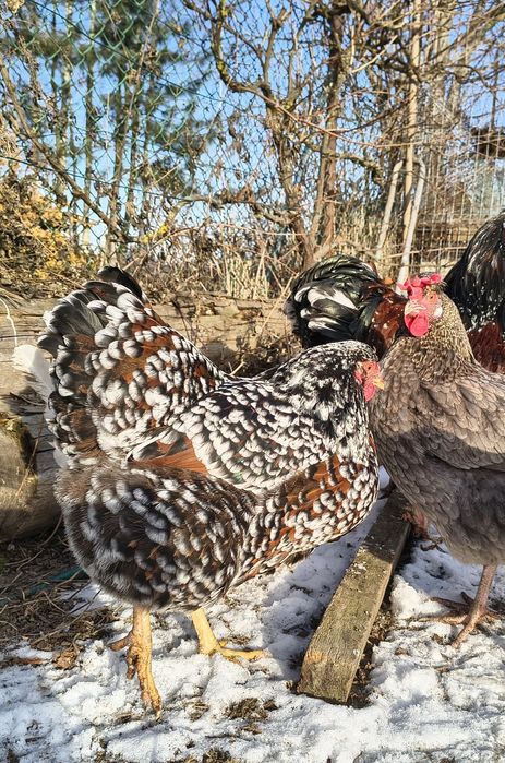 Jaja lęgowe  kur wyandotte porcelanowe