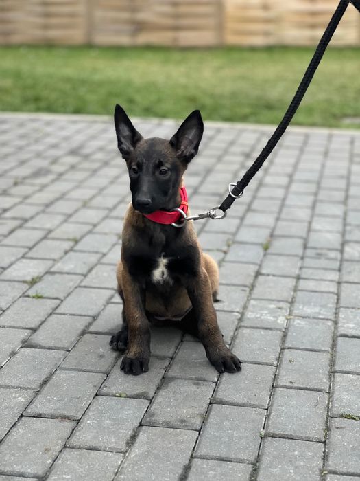 Owczarek belgijski szczeniak suczka