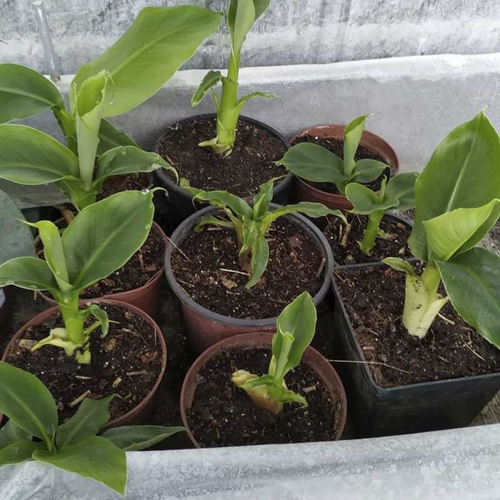 Комнатный банан Киевский суперкарлик 3-х летний