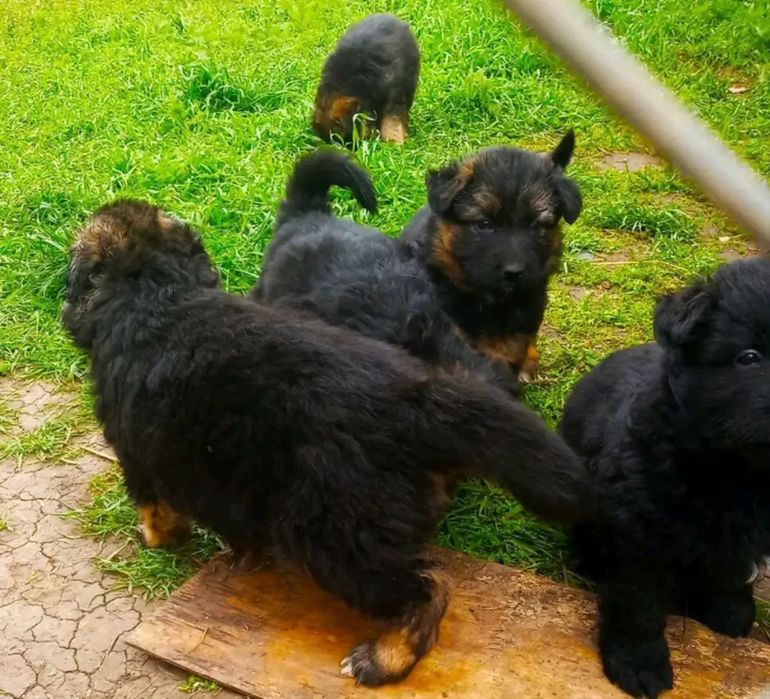 Продам щенков немецкой овчарки длинношерстные