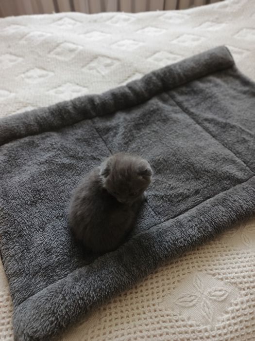Лежанка, печера для котів
