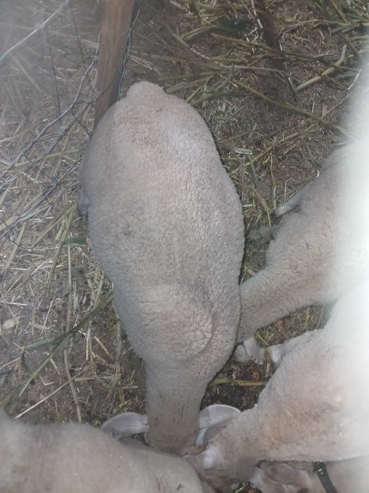 Borrego cruzado de ile de france