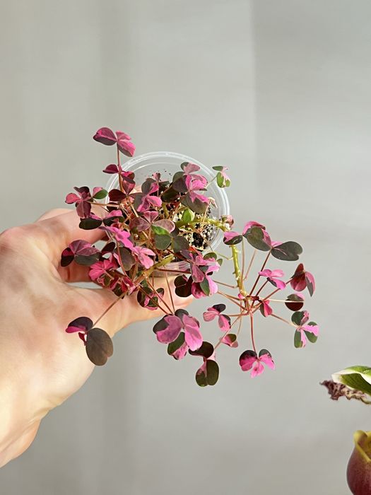 Кислиця варієгатна oxalis plum crazy vulcanicola: 350 грн
