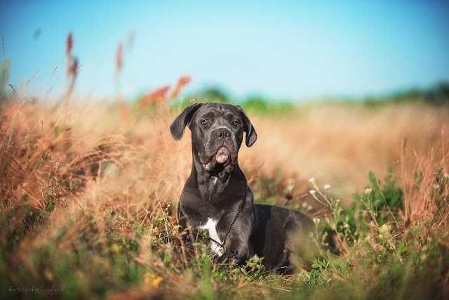 Ласковая лапулька-корсулька, Тайра