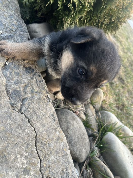 Цуценята німецька вівчарка чисто кровна