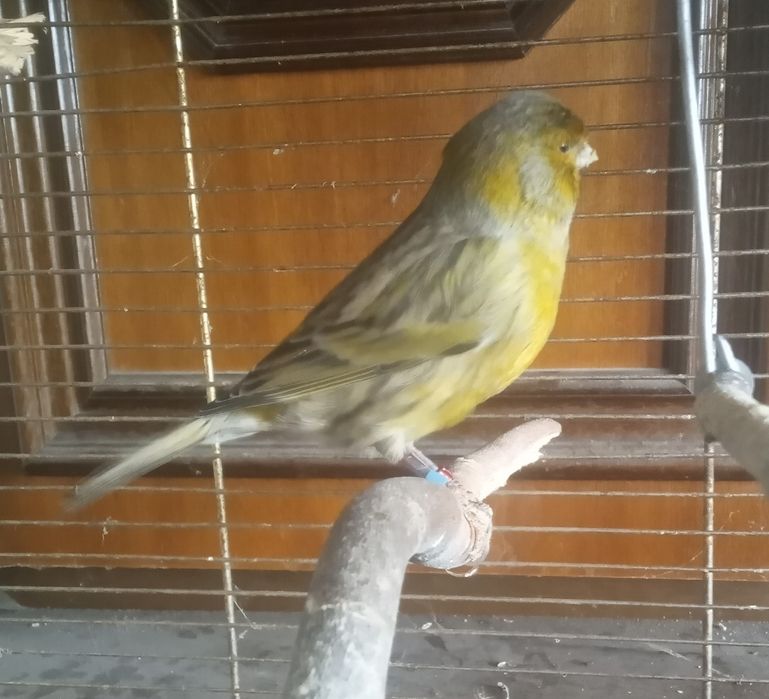 Kanarki Parka - samiec i samica