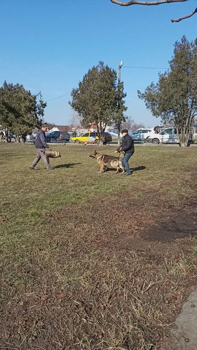 Кобель немецкой овчарки