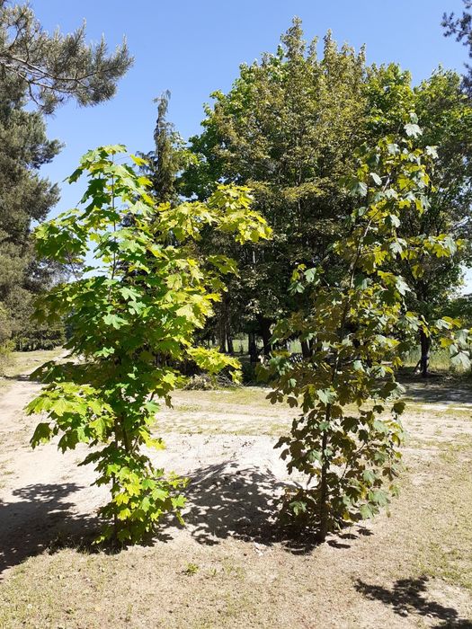 Drzewa klony sadzonki od 30 cm do 3 m wysokości kilka sztuk, możliwy t