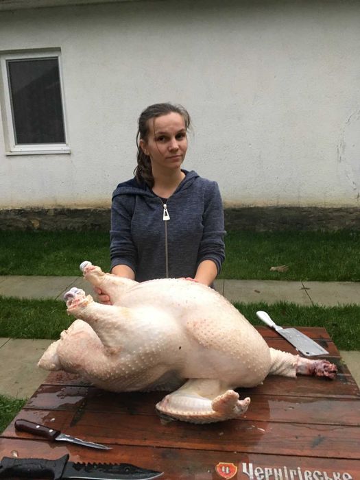 Добові індичата Біг-6.