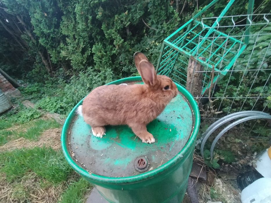 Sprzedam króliki samce i samice